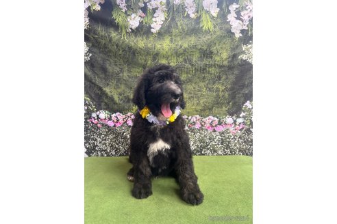 販売中の千葉県のミックス犬-321957の9枚目