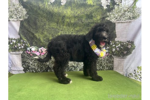 販売中の千葉県のミックス犬-321957の7枚目