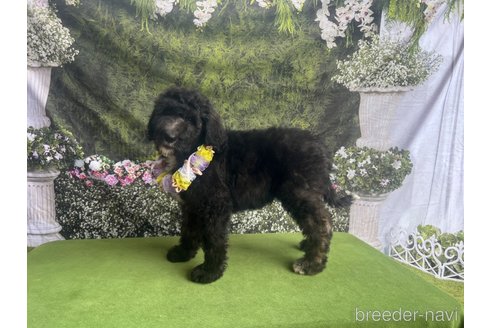 販売中の千葉県のミックス犬-321957の8枚目