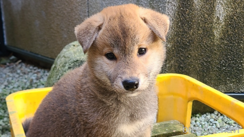 成約済の静岡県の柴犬-318873の2枚目