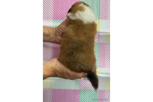 成約済の愛知県のシェットランドシープドッグ(シェルティ)-319438の3枚目