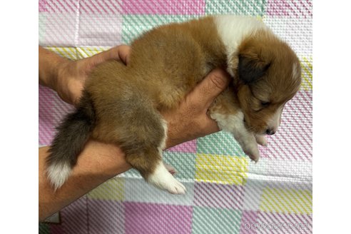 成約済の愛知県のシェットランドシープドッグ(シェルティ)-319438の2枚目