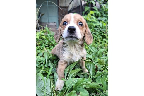 成約済の神奈川県のミックス犬-316924の4枚目