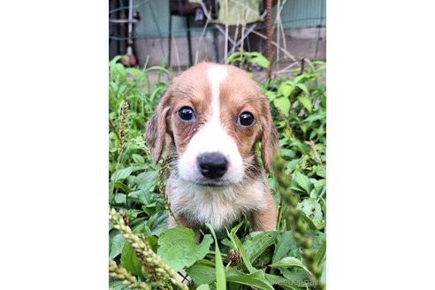 成約済の神奈川県のミックス犬-316924の2枚目