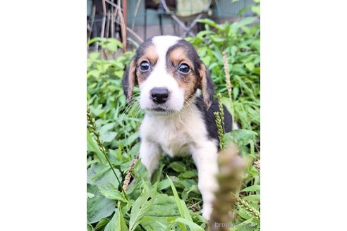 成約済の神奈川県のミックス犬-316902の6枚目