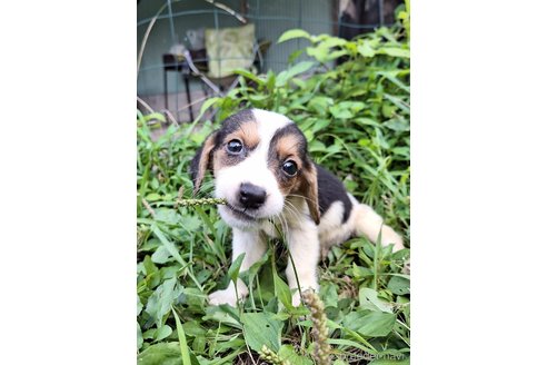成約済の神奈川県のミックス犬-316902の5枚目