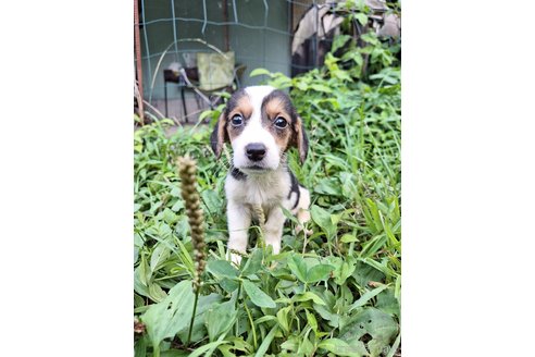 成約済の神奈川県のミックス犬-316902の3枚目
