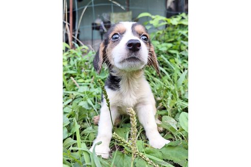 成約済の神奈川県のミックス犬-316902の2枚目