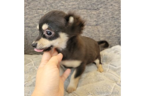 成約済の神奈川県のチワックス:チワワ×ミニチュアダックスフンド-310282の24枚目