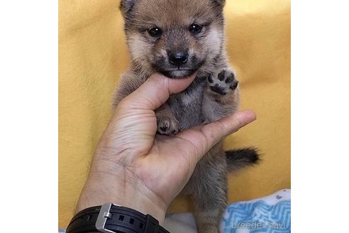 成約済の埼玉県の豆柴-322030の2枚目