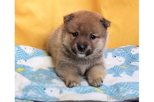 成約済の埼玉県の豆柴-322030の3枚目