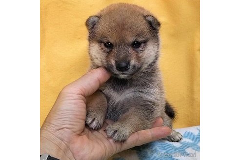 成約済の埼玉県の豆柴-322030の5枚目
