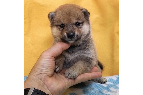 成約済の埼玉県の豆柴-322030の1枚目