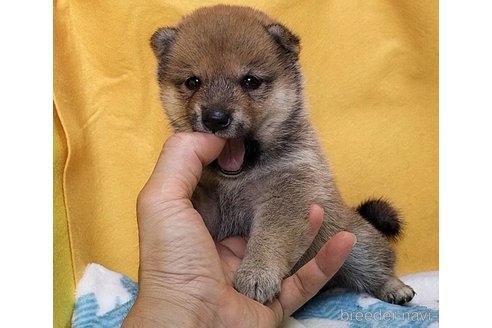 成約済の埼玉県の豆柴-322030の7枚目