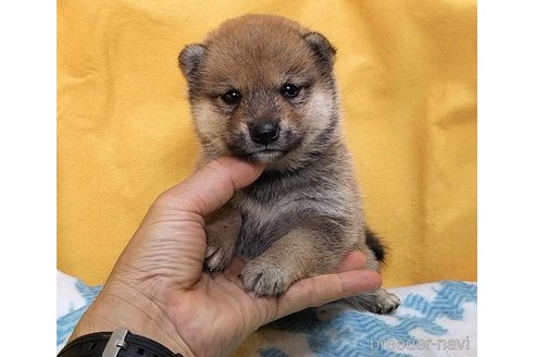 成約済の埼玉県の豆柴-322030の8枚目