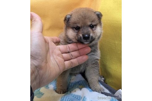 成約済の埼玉県の豆柴-322030の9枚目