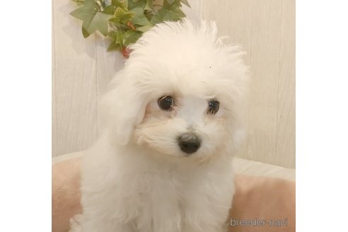 成約済の愛知県のビションフリーゼ-322077の3枚目