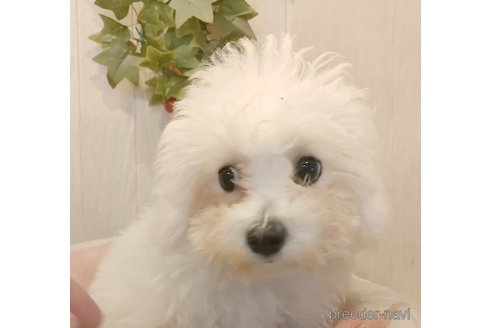 成約済の愛知県のビションフリーゼ-322077の1枚目