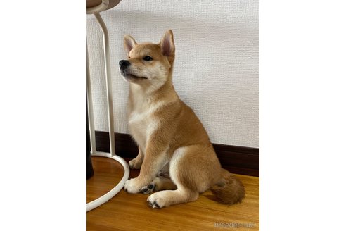 成約済の滋賀県の柴犬-308604の5枚目