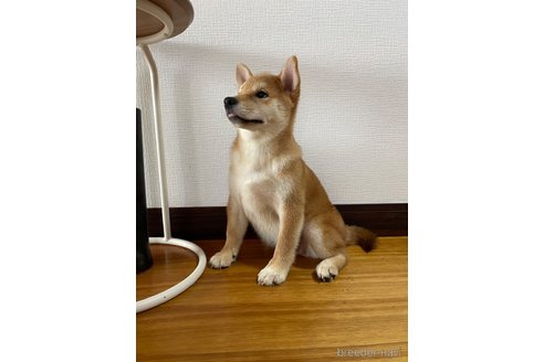 成約済の滋賀県の柴犬-308604の7枚目