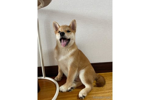 成約済の滋賀県の柴犬-308604の8枚目