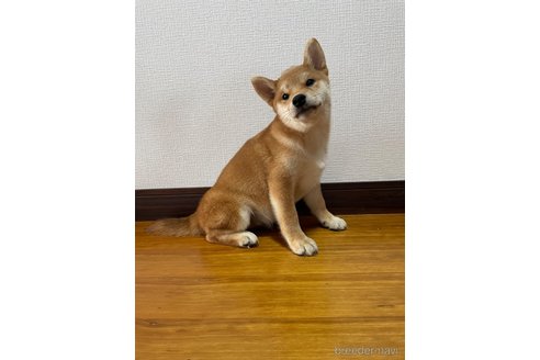 成約済の滋賀県の柴犬-308604の9枚目