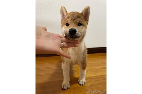 成約済の滋賀県の柴犬-308606の9枚目