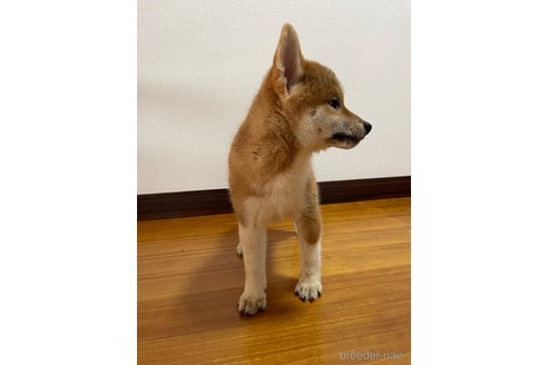 成約済の滋賀県の柴犬-308606の5枚目
