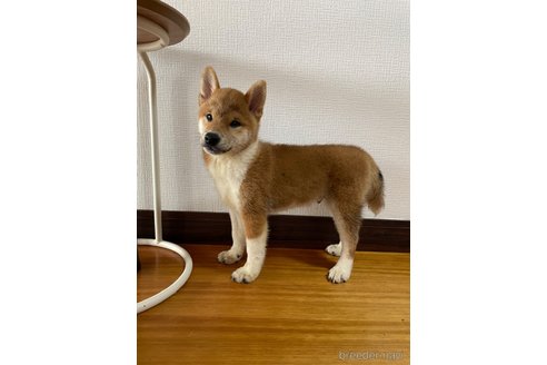 成約済の滋賀県の柴犬-308606の6枚目