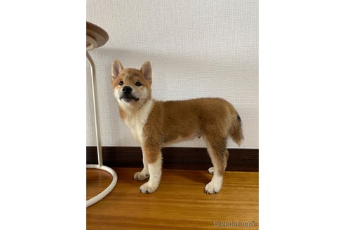 成約済の滋賀県の柴犬-308606の7枚目