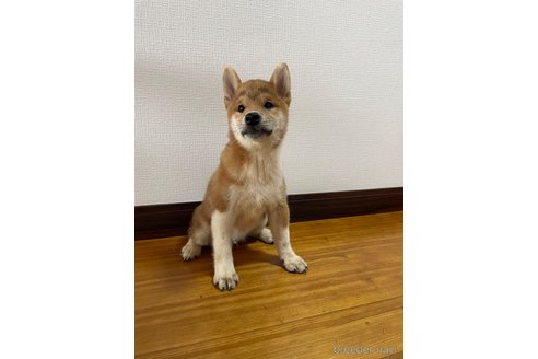 成約済の滋賀県の柴犬-308606の8枚目