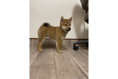 成約済の滋賀県の柴犬-308605の2枚目