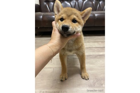 成約済の滋賀県の柴犬-308605の5枚目