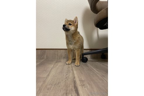 成約済の滋賀県の柴犬-308605の3枚目
