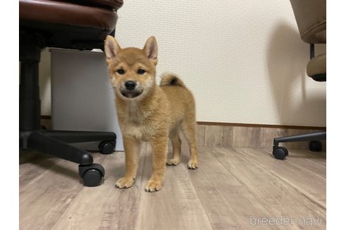 成約済の滋賀県の柴犬-308605の1枚目