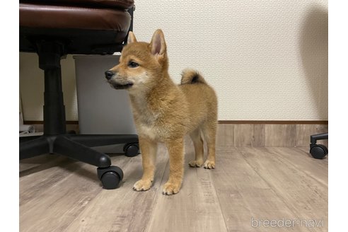 成約済の滋賀県の柴犬-308605の4枚目