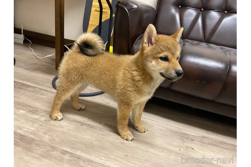 成約済の滋賀県の柴犬-308605の6枚目