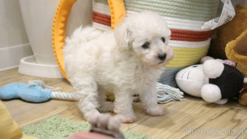成約済の愛知県のティーカッププードル-315271の78枚目