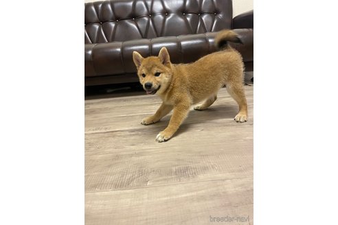 成約済の滋賀県の柴犬-308607の14枚目