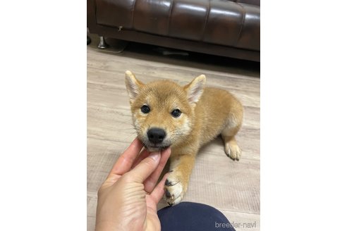 成約済の滋賀県の柴犬-308607の12枚目