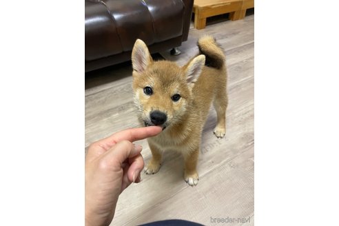 成約済の滋賀県の柴犬-308607の11枚目