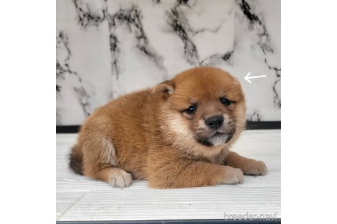 成約済の茨城県の豆柴-322107の5枚目