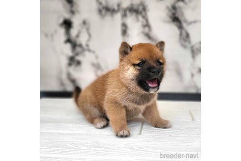 成約済の茨城県の豆柴-322108の17枚目