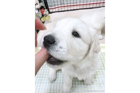 成約済の大分県のゴールデンレトリーバー-319324の9枚目
