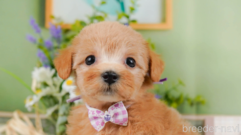 成約済の神奈川県のマルプー:マルチーズ×トイプードル-321365の1枚目