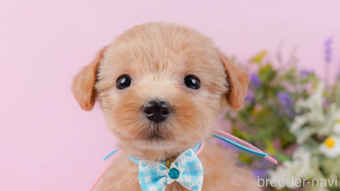 成約済の神奈川県のマルプー:マルチーズ×トイプードル-321369の1枚目