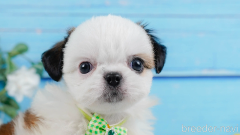 成約済の神奈川県のミックス犬-321341の1枚目