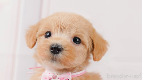 成約済の神奈川県のマルプー:マルチーズ×トイプードル-321361