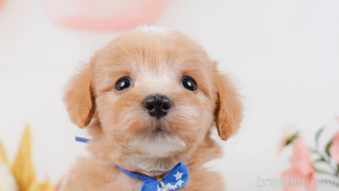 成約済の神奈川県のマルプー:マルチーズ×トイプードル-321353