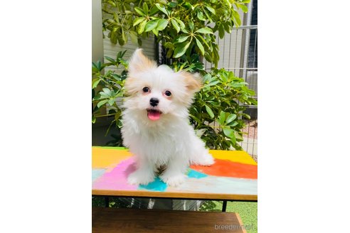 成約済の千葉県のミックス犬-300013の2枚目
